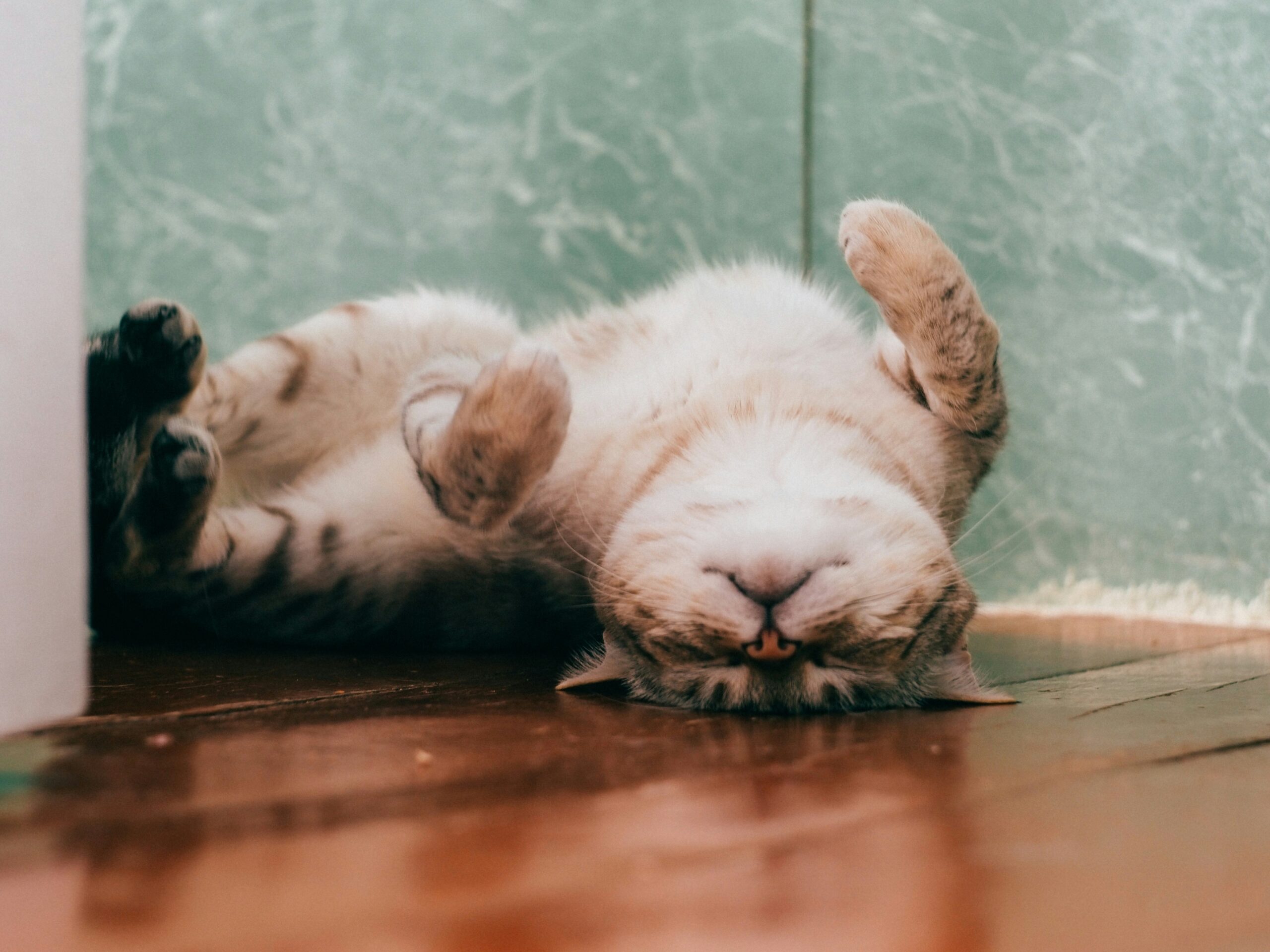 A cat resting peacefully